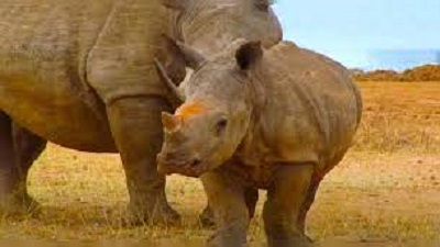 White rhinos are back to Mozambique after 40 years of extinction