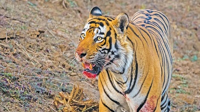 Tigers turning maneaters? Uncovering a deadly trail