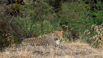 Indian leopard suspected to have decreased by 24.5% over last 3 generations: IUCN