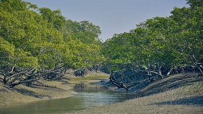 Up to 15% of Sundarbans losing ability to recover from climate stress over 25 years, research shows