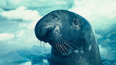 Global warming, deforestation driving ice-dependent species towards extinction, IUCN warns