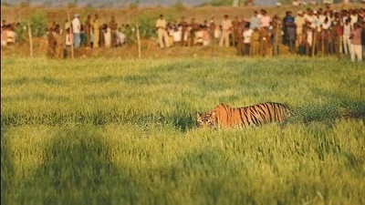 Maharashtra’s tiger zones under threat over plan to cut over 2.5 lakh trees