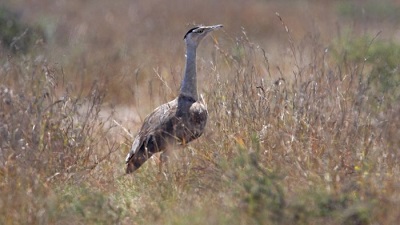 Less than 150 Great Indian Bustards and 700 Lesser Floricans remain: Report 