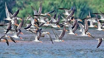 Indian skimmers breed at Satkosia wildlife sanctuary