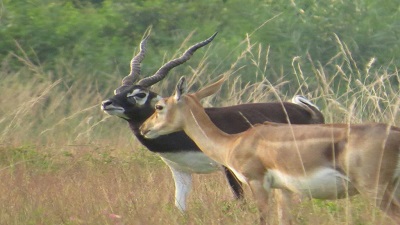 Blackbuck haven in Odisha: Protection by locals triple numbers