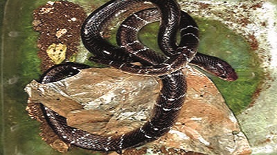 Two rare venomous snakes spotted in Aurangabad district