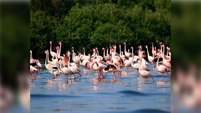 Late arrival of flamingos to Navi Mumbai wetlands Thane creek sign of environmental stress Experts