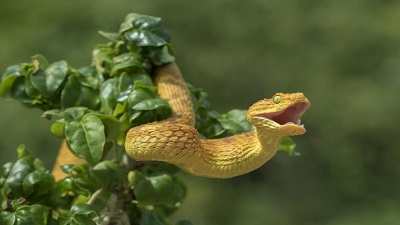 Climate change to force mass migration of venomous snakes, increase poisoning in people, cattle