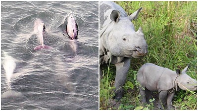Rajasthan plans zoo for dolphins, rhinos inside Bharatpur sanctuary