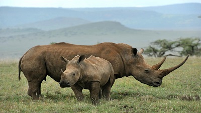 Climate Change: Southern Africa’s temperatures to rise beyond rhinos’ tolerance, finds study