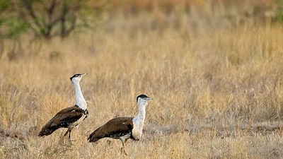 Government reinforces commitment to protect Great Indian Bustard in Gujarat
