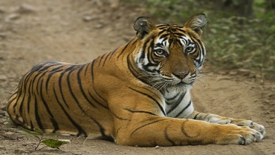 Wild tiger numbers 40% higher than thought, says conservation group