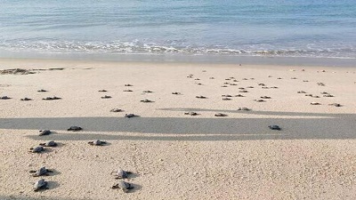 Mandapam wildlife range sets the highest record in turtle egg collection this year