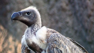 Use of toxic drug brings down vulture count