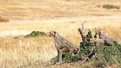 Work to set up enclosures for 12 cheetahs from South Africa begins in Kuno