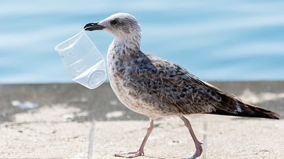 Plastic ingestion disrupting hormones in seabirds