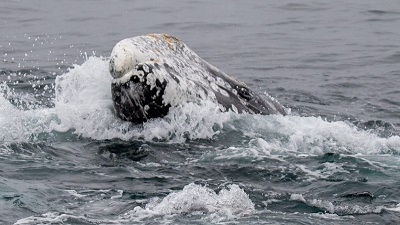 US environmental groups plan to sue to relist gray whales under Endangered Species Act