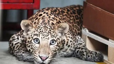 Human wildlife conflict Leopard attacks account for second highest deaths in Maharashtra