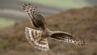 Scheme to protect hen harriers in England a waste of money, says charity