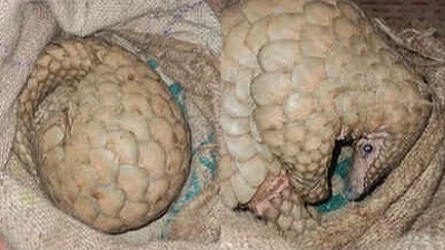 Rare Pangolin spotted in Maharashtras Raigad village rescued by locals and forest officials