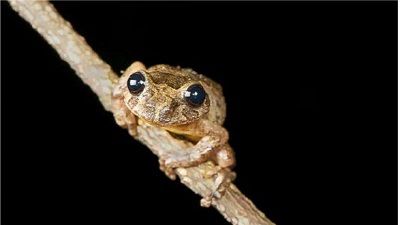 Newly discovered frog species named after renowned plant geneticist