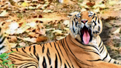 Alarming decline in tiger population in CG