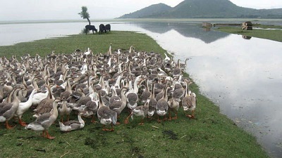 After 84 years, rare migratory duck sighted in Kashmir’s Wullar Lake