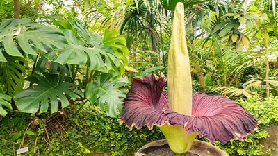 Giant flower that smells of dead bodies blooms in Australia. What we know about the rare species