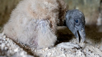 Three Andean condor chicks hatch in Colombia as species nears local extinction