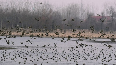 Climate Change Impact On Larger Migratory Birds More Worrisome Study