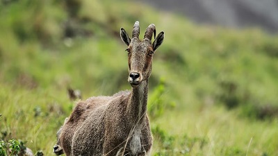 Population of Tamil Nadus state animal Nilgiri Tahr rises thanks to efforts of Stalin govt  