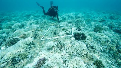 Its official nearly 84% of coral reefs are affected in the most widespread mass global bleaching event