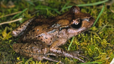 Scientists forecast wildfire risk for species survival under climate change