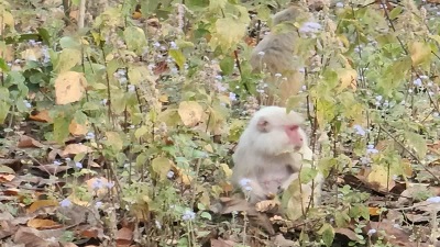 Rare Albino Monkey Spotted Near Uttarakhands Corbett Tiger Reserve Tourists Flock To See It