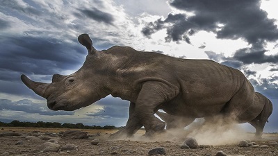 Lockdowns pull down poaching rates in Africa but rhinos still threatened