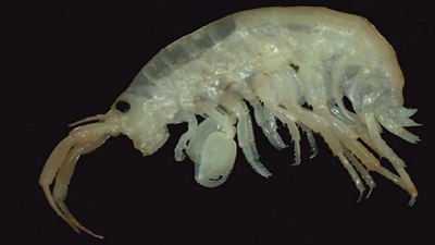 New marine amphipod species found in Chillika Lake, Odisha