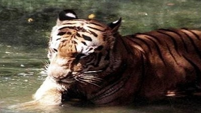 With Ratapani in MP declared India’s latest tiger reserve, all about the protected areas
