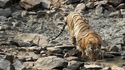 Maharashtra to translocate tigers to Sahyadri reserve: Role of wildlife corridors in tiger conservation