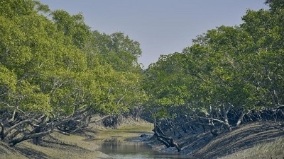 Green growth for India: Special focus on mangrove protection