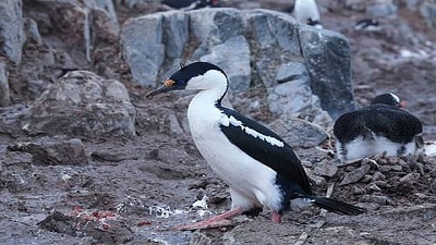 How penguin droppings may accelerate snowmelt in Antarctica