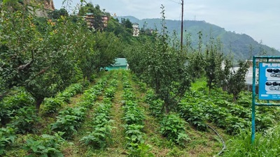 Natural farming in Solan is a journey towards sustainable agriculture and rural prosperity